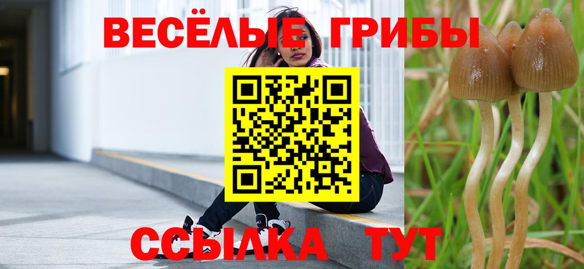 Галлюциногенные грибы Psilocybine cubensis Красноярск